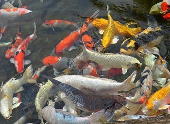 Koi of Koikarpers