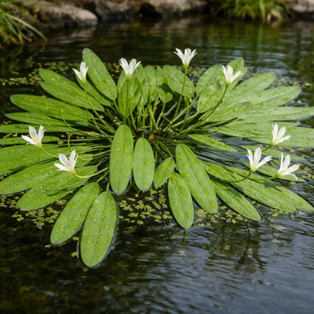 Kaapse waterlelie of Aponogeton distachyos