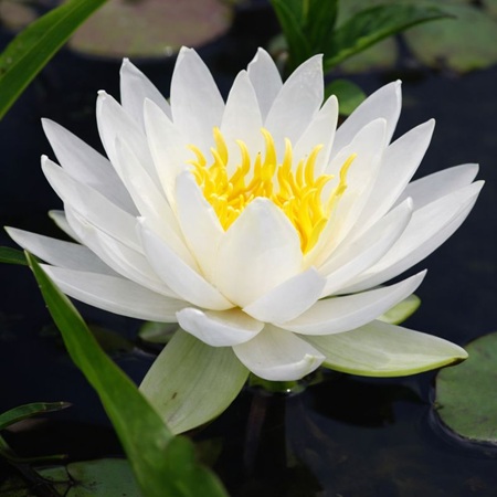 Odorata Alba