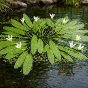 Kaapse waterlelie of Aponogeton distachyos 
