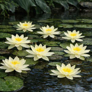 Nymphaea Albatros