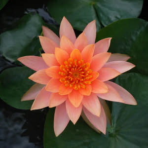 Nymphaea Colorado (zalmkleurige bloemen)