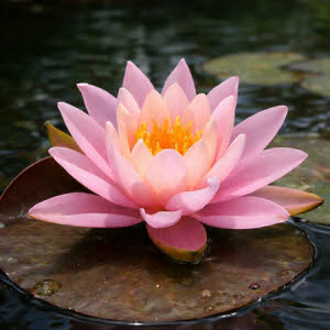Nymphaea Firecrest