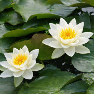 Nymphaea Gladstoniana (witte bloemen)