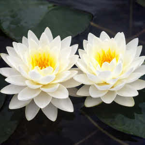 Nymphaea Gonnere (wit dubbelbloem)